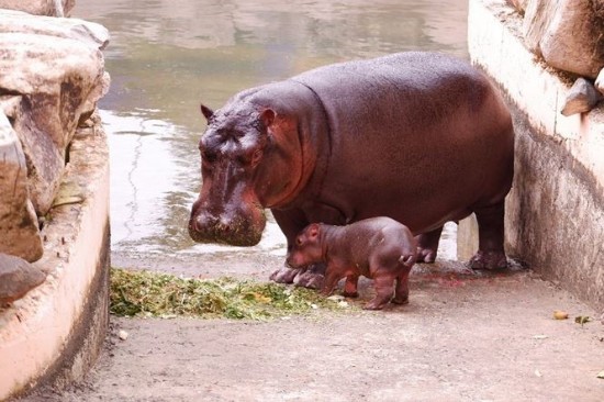 Liên tiếp thú hiếm sinh nở tại ‘ngôi nhà động vật năm châu’ Vinpearl Safari