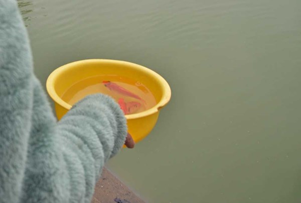 Dân Thủ đô thả cá chép tiễn ông Táo về trời