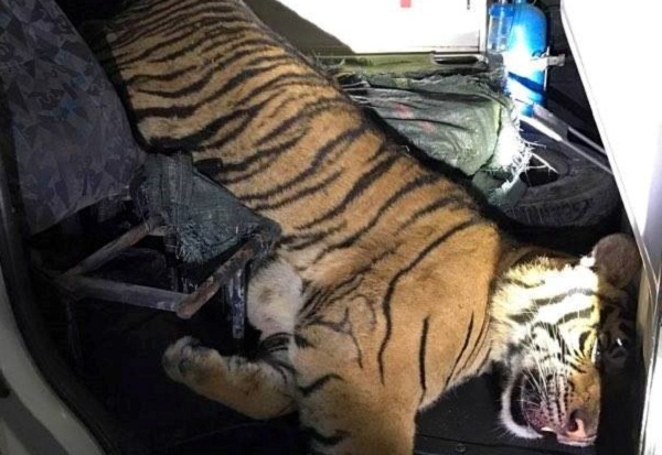 Phát hiện xe cứu thương vận chuyển hổ đông lạnh 180kg