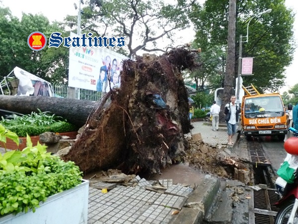 TP.HCM: Mưa lớn, hàng loạt cây cổ thụ bật gốc, tét nhánh