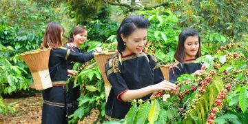 Hợp tác phát triển vùng nông nghiệp mang bản sắc Tây Nguyên