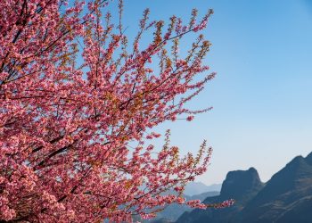 Hoa mai anh đào rực rỡ nơi địa đầu tổ quốc – Hà Giang đẹp nhất là mùa xuân.