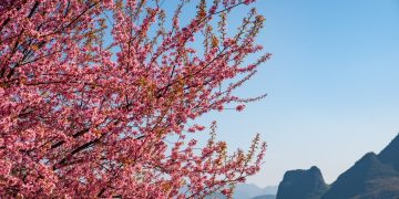 Hoa mai anh đào rực rỡ nơi địa đầu tổ quốc – Hà Giang đẹp nhất là mùa xuân.