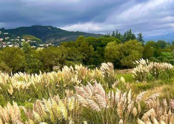 Mùa lau lách trổ bông