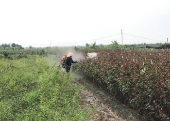 Cần phải xử lý bằng pháp luật đối với thực phẩm và nông sản độc hại