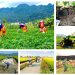 Chính phủ kiểm tra, giám sát thực hiện các chương trình mục tiêu quốc gia tại 3 Vùng