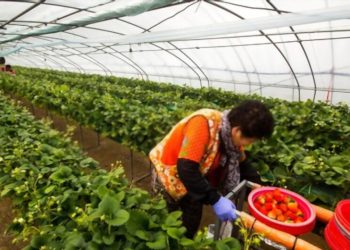 Hàn Quốc gia hạn thời gian cư trú với lao động thời vụ visa E8