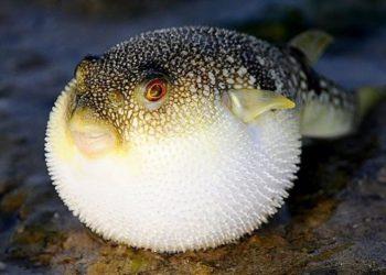 Đại học NYU (Mỹ) tạo thành công độc tố thần kinh tetrodotoxin hoạt tính sinh học