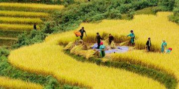 Chương trình IPM tạo đòn bẩy tích cực  đối với nông nghiệp tỉnh Hà Giang