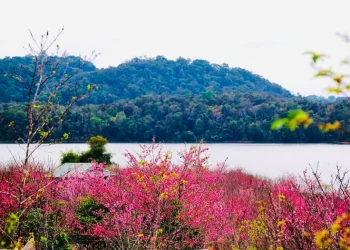 Lễ hội Hoa Anh Đào-Điện Biên Phủ – Trải nghiệm Pá Khoang-Ngắm hoa anh đào