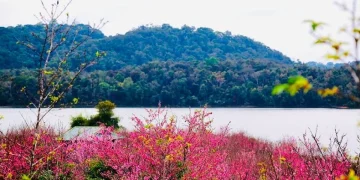 Lễ hội Hoa Anh Đào-Điện Biên Phủ – Trải nghiệm Pá Khoang-Ngắm hoa anh đào