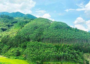 Việt Nam là quốc gia đầu tiên ở khu vực Đông Á – Thái Bình Dương được chi trả 51,5 triệu USD từ Ngân hàng Thế giới cho giảm phát thải