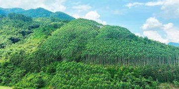 Việt Nam là quốc gia đầu tiên ở khu vực Đông Á – Thái Bình Dương được chi trả 51,5 triệu USD từ Ngân hàng Thế giới cho giảm phát thải