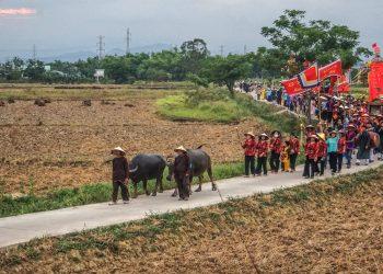 Lễ rước Mục đồng làng Phong Lệ – bản sắc riêng trong dòng chảy văn minh lúa nước Đông Nam Á