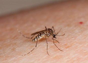 Sốt xuất huyết và sốt xuất huyết nặng