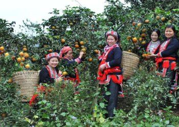 Hà Giang tập trung phát triển nông nghiệp đặc trưng hàng hóa chất lượng cao