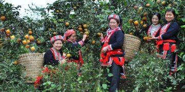 Hà Giang tập trung phát triển nông nghiệp đặc trưng hàng hóa chất lượng cao