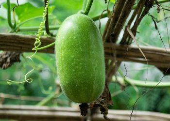 Bí đao được ví như “vua dưỡng thận” cực rẻ ở Việt Nam