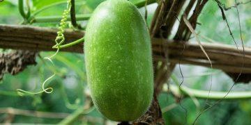 Bí đao được ví như “vua dưỡng thận” cực rẻ ở Việt Nam