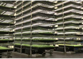 Nông nghiệp công nghệ cao với mô hình nông trại thẳng đứng – VERTICAL FARM