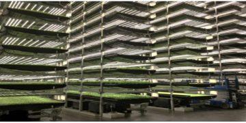 Nông nghiệp công nghệ cao với mô hình nông trại thẳng đứng – VERTICAL FARM