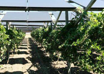 Nho trồng dưới pin mặt trời sẽ chín chậm cho chất lượng rượu vang thơm, ngon hơn