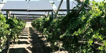 Nho trồng dưới pin mặt trời sẽ chín chậm cho chất lượng rượu vang thơm, ngon hơn