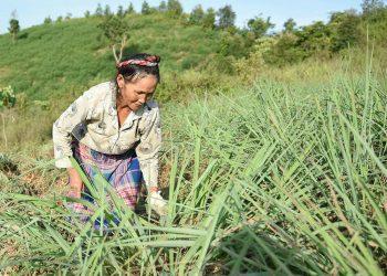 Điện Biên tích cực mở rộng các mô hình hợp tác xã kiểu mới
