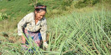 Điện Biên tích cực mở rộng các mô hình hợp tác xã kiểu mới