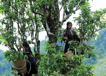 Điện Biên nỗ lực tạo hướng đi bền vững cho nông sản địa phương