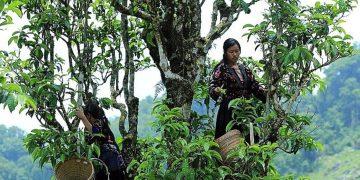 Điện Biên nỗ lực tạo hướng đi bền vững cho nông sản địa phương