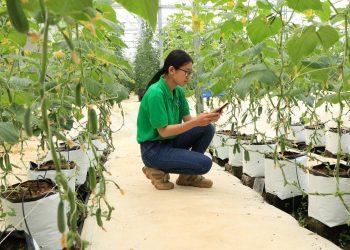 Lâm Đồng hướng tới phát triển kép về cả kinh tế số và kinh tế xanh