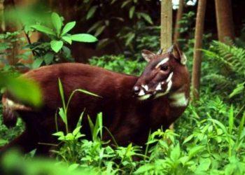 Huế thành lập Khu dự trữ thiên nhiên Sao La nhằm bảo tồn loài động vật hoang dã trong sách Đỏ