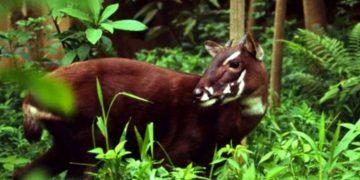 Huế thành lập Khu dự trữ thiên nhiên Sao La nhằm bảo tồn loài động vật hoang dã trong sách Đỏ