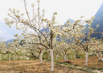 Đặc sắc lễ hội hoa lê và ngày hội văn hóa các dân tộc vùng cao