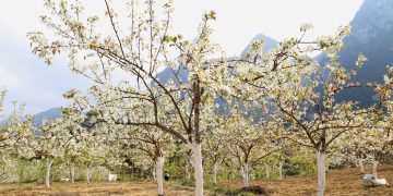 Đặc sắc lễ hội hoa lê và ngày hội văn hóa các dân tộc vùng cao