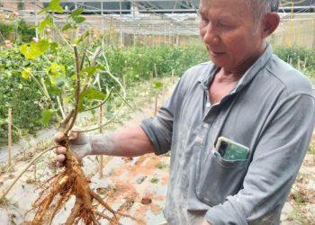 Làn gió mát lành từ cây sâm bố chính nơi vùng đất cố đô