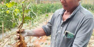 Làn gió mát lành từ cây sâm bố chính nơi vùng đất cố đô