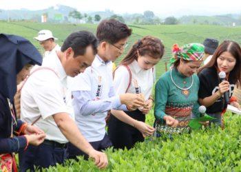 Để thương hiệu trà Thái Nguyên thêm vươn xa