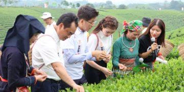 Để thương hiệu trà Thái Nguyên thêm vươn xa