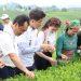 Để thương hiệu trà Thái Nguyên thêm vươn xa