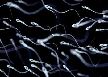 Lỗ hổng sàng lọc gen ở châu Âu và vụ tinh trùng mang đột biến TP53