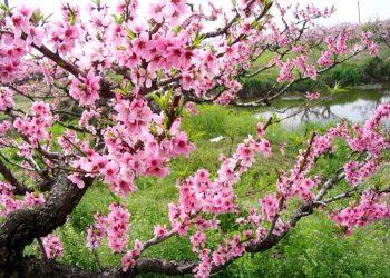 Chồi Xuân của niềm tin, trách nhiệm và khát vọng trong mỗi con người Việt Nam