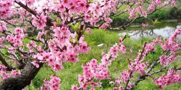 Chồi Xuân của niềm tin, trách nhiệm và khát vọng trong mỗi con người Việt Nam