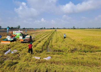 Áp lực chi phí bủa vây hạt gạo: Cần vai trò dẫn dắt mạnh hơn từ chính quyền