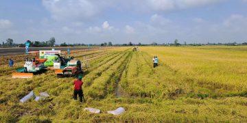 Áp lực chi phí bủa vây hạt gạo: Cần vai trò dẫn dắt mạnh hơn từ chính quyền