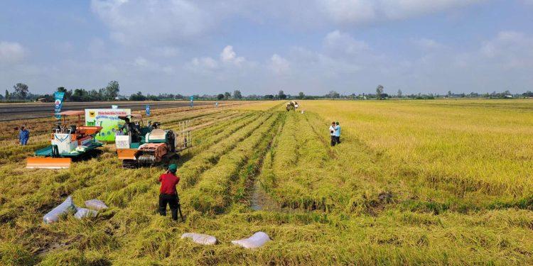 Áp lực chi phí bủa vây hạt gạo: Cần vai trò dẫn dắt mạnh hơn từ chính quyền