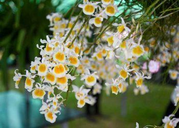 Vườn cung đình Huế – Di sản sống trong hành trình kiến tạo đô thị di sản