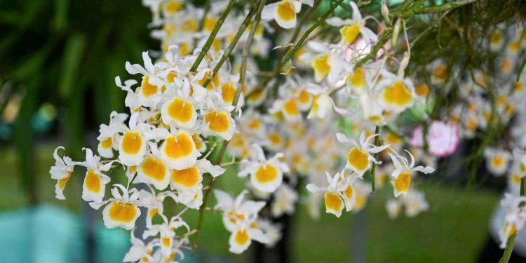 Vườn cung đình Huế – Di sản sống trong hành trình kiến tạo đô thị di sản